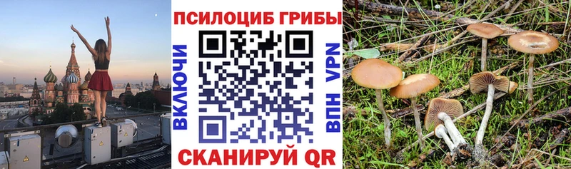 Псилоцибиновые грибы Psilocybine cubensis Бежецк